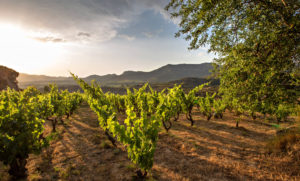 Viajes de Formación Rioja Alavesa